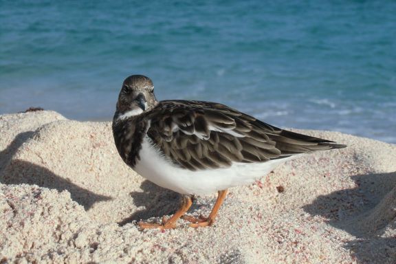 ein (neu)gieriger Vogel am Horseshoe Bay