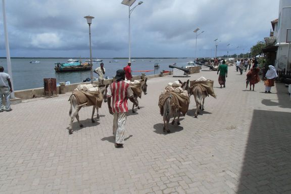 Packesel auf der Promenade von Lamu town.