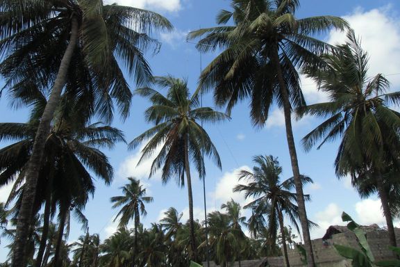 Die Vertikalantenne auf der Palmenplantage nebenan.