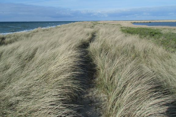 ein Pfad durch den Strandhafer