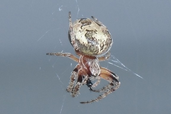 Insekten gibt es auf Warder ohne Ende. Und besonders viele Spinnen.