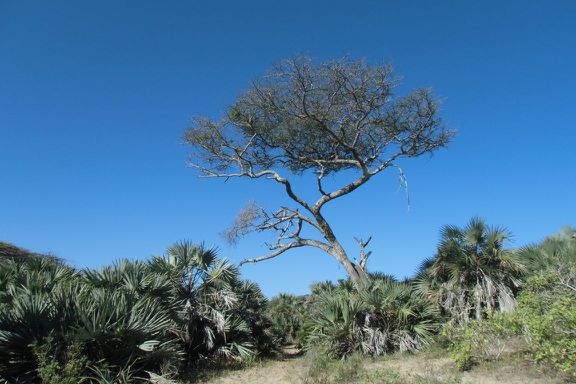 Blauer Himmel mit Baum. Auf dem Weg zu den Schildkröten.