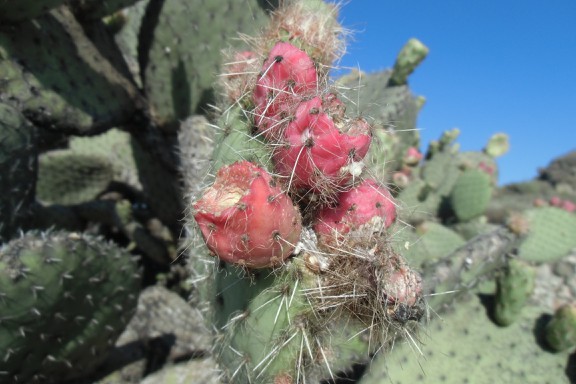 Farbenspiel an Kaktus