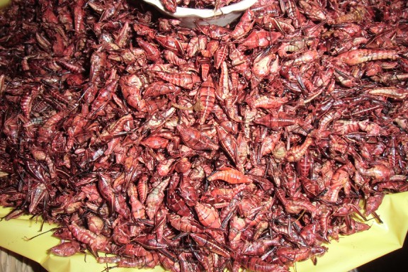 grasshoppers (grillos) hmmmm, yammi