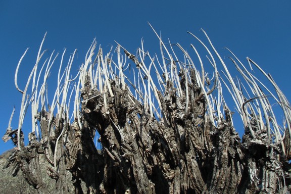 seltsames Gewächs vor blauem Himmel