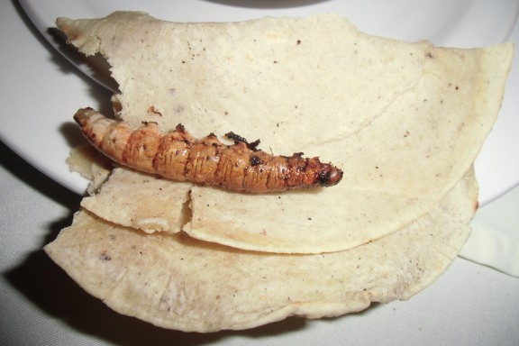 mit Tortilla, yammi yammi